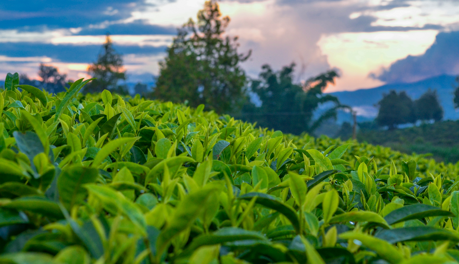 FUJIAN PROVINCE ANXI COUNTY XINGXI TEA CO., LTD.